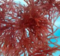 Agar Agar Supplier | Agar Reduces Glaze Chipping and Cracking