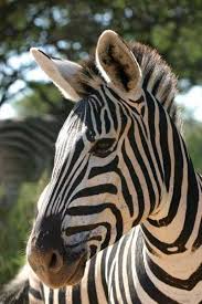 Zebra Equus Quagga Portrait Showing Head And Torso Animals Beautiful Wild Animals Photos Zebra Pictures