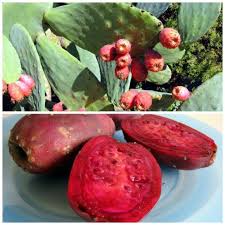 If someone doesn't like seeds, in my opinion this fruit isn't for them. Vegetation Profile Prickly Pear Cactus Fruit Gas Tron O My Prickly Pear Fruit Prickly Pear Cactus