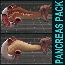 Anatomy Pancreas Duodenum Spleen Pack 3d Model 3d Model 3d Model Character Pancreas