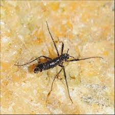 In this week's episode of the futility closet podcast we'll describe life aboard the belgica during its long, dark southern winter. Tough Antarctic Midge Has Tiny Genome News In Science Abc Science