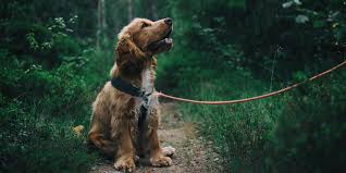 Identifica un essere, un oggetto o un concetto che assume genere. Cane Cocker Un Cane Da Caccia Dal Mantello Meraviglioso Robinson Pet Blog
