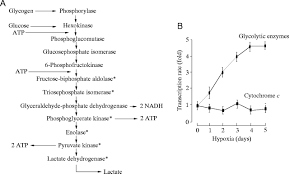 Evolution Of The Coordinate Regulation Of Glycolytic Enzyme