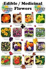 Edible flowers list of edible leaves names with pictures. For Carson City Growers Hungry Mother Edible Flowers Recipes List Of Edible Flowers Flower Food