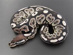 Axanthic Black Pewter Ball Python Axanthic Black Pastel Ball Python Snake Animales Animales Y Mascotas Serpientes