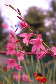 Image result for Tritonia moggii