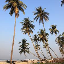 Tall coconut trees may reach as high as 80 feet when. Indian State Decides Coconut Trees Are No Longer Trees But Palms Trees And Forests The Guardian