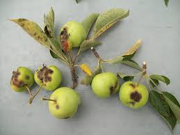 The orchards of north central washington have less fruit trees need to be monitored for signs and symptoms of disease throughout the year. Apple Tree Diseases The Tree Center
