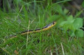 Maybe you would like to learn more about one of these? How To Care For Your Garter Snake Allan S Pet Center