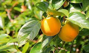 We did not find results for: In The Garden Fruit Of The Gods Salife