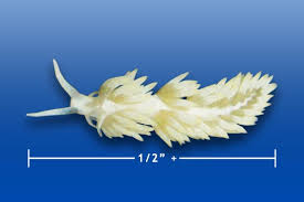 Image result for Bergia salaria