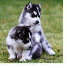 Find the perfect puppy for sale in houston, texas at next day pets. Producer Of Rottweiler Puppies For Sale Now Keene For Sale Keene Pets Dogs