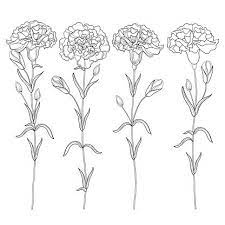 Vector Set With Outline Carnation Or Clove Flower Bud And Leaves In Carnation Tattoo Birth Flower Tattoos Carnation Flower Tattoo