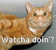 Cat Memes Home Facebook