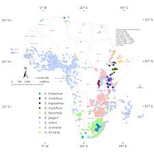 Image result for Eleusine kigeziensis