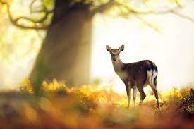 30 Incredible And Award Winning National Geographic Animal Photos Wildlife Photography Animal Photography Deer Photography National Geographic Animals