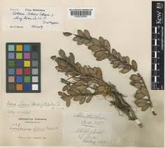 Image result for Centemopsis filiformis