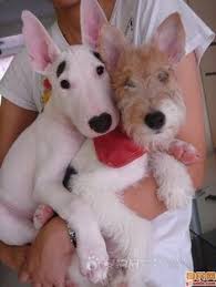 It is a fox terrier, and although it bears a resemblance to the smooth fox terrier, they are believed to have been developed separately. 58 Love Fox Terriers 4 Leggeds Ideas Wire Fox Terrier Fox Terrier Dogs