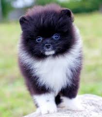 We did not find results for: Pomeranians For Adoption By Owner Rehome Or Adopt A Pomeranian
