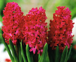 Image result for Hyacinth Red 2016 S