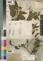 Image result for Glyphaea tomentosa