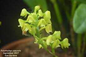 Image result for Polystachya galeata