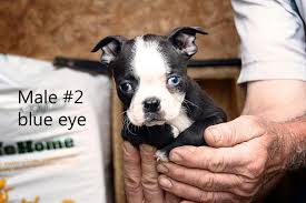 We look forward to helping you find your next family member. Boston Terrier Puppies Akc Aca 2litters One Ready To Go For Sale In Clare Michigan Classified Americanlisted Com