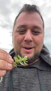 Gotta love verdolagas #wildspinach #verdolaga #eatwildfoods #forager #omega3