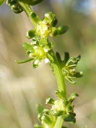 Image result for Amaranthaceae