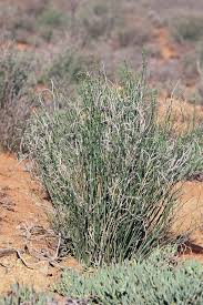 Image result for Euphorbia glanduligera