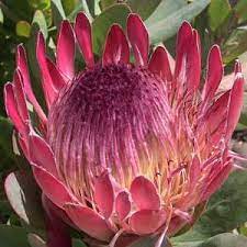Protea Sylvia Shrub Protea Flower African Plants Shrubs