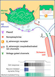 A few of these cells are also found in the dermis and portions of ectodermally. Merkel Cells Activate Sensory Neural Pathways Through Adrenergic Synapses Sciencedirect