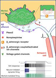 Merkel disks are a type of sensory receptors, located in the fingertips and superficial skin layers. Merkel Cells Activate Sensory Neural Pathways Through Adrenergic Synapses Sciencedirect