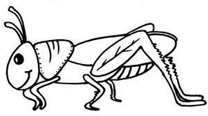 Some of the coloring page names are grasshopper picture coloring grasshopper picture coloring color nimbus, grasshopper drawing outline on clipartmag, grasshopper in the garden coloring online coloring for, little grasshopper coloring little grasshopper coloring color nimbus, sad grasshopper. Cute Grasshopper Coloring Page Novocom Top