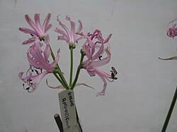 Image result for Nerine gaberonensis