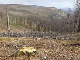 Magyarország) is an eu member state featuring a gorgeous capital city, budapest, and the largest lake in central europe, balaton. Two Huge Wins For Hungarian Forests And Nature Conservation Wwf