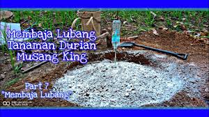 Ini adalah kesilapan terbesar jika dilakukan oleh anda. Gardenstanly Part 7 Membaja Membaja Lubang Tanaman Durian D197 Youtube