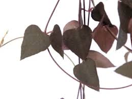 Image result for Ceropegia achtenii