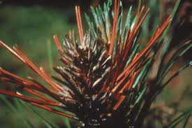 Image result for Sphaeropsis tumefaciens oleander symptoms