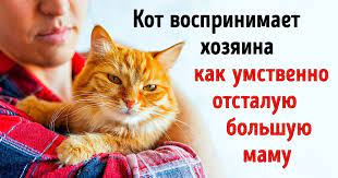 11 nauchnyh obyasnenij pochemu my zhivem na usloviyah koshek a ne naoborot