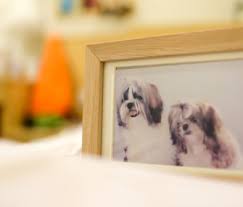 We did not find results for: 7 Ways To Cope With The Loss Of A Pet
