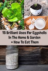 15 Brilliant Uses For Eggshells In The Home Garden How To Eat Them Egg Shells Egg Shell Uses Egg Shells In Garden