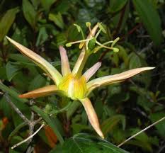 Image result for Passifloraceae