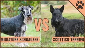 To groom a scottish terrier start by using electric some prefer to leave that signature scottish terrier beard longer. The Scottish Terrier What A Diehard Fan Needs To Know K9 Web