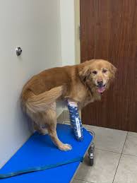 Potential adopters are asked to fill out our pets and people profile to help us make the best possible match. Fort Wayne Pet Hospital K Laser Success