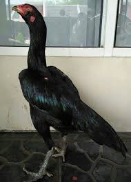 Black Shamo Racas De Galinhas Galos Indios Galinhas E Galos