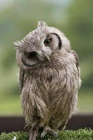 Birds Outside My Window Meme Pin By Sandy Julian On Birds Beauty In Flight Birds Beautiful Owl Owl