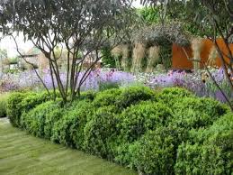 Raising Canopy Garden Design Plants Plant Design