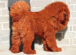 Advice from breed experts to make a safe choice. Red Tibetan Mastiff Most Expensive Dog Sold For Nearly 1m Daily Mail Online