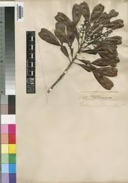 Image result for Haplocoelum inoploeum